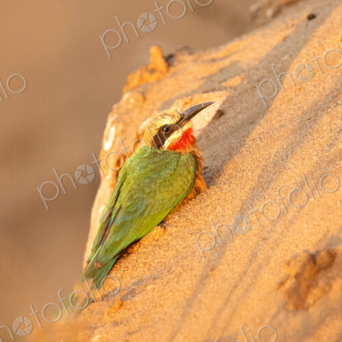 White-fronted Bee-eater, Merops bullocko, perched on a sand bank.