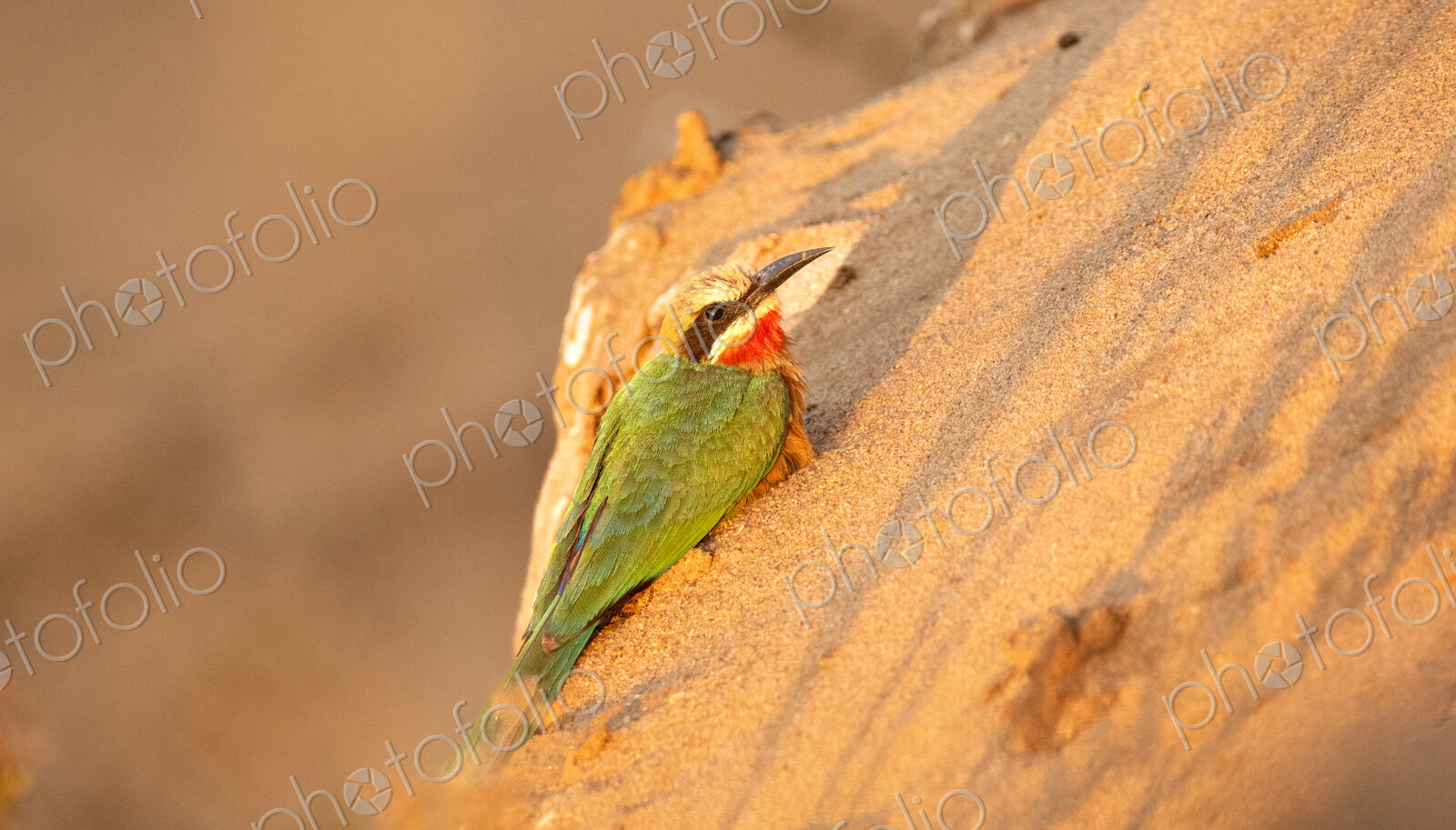 White-fronted Bee-eater, Merops bullocko, perched on a sand bank.