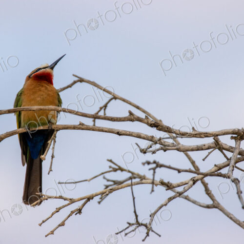 White-fronted bee-eater, Merops bullockoides, perching on a branch at sunset. White-fronted bee-eater, Merops bullockoides, perching on a branch at sunset.