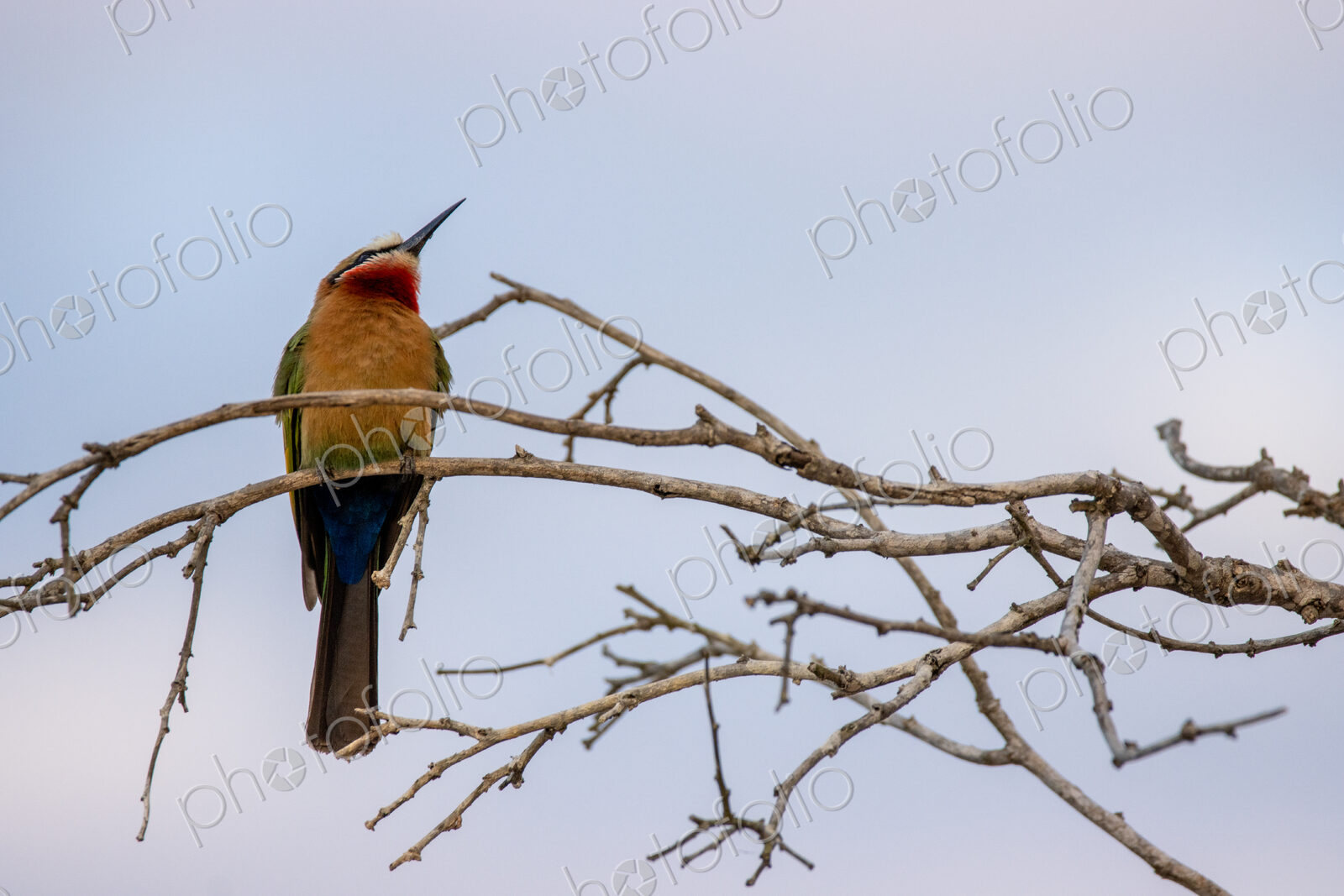 White-fronted bee-eater, Merops bullockoides, perching on a branch at sunset.