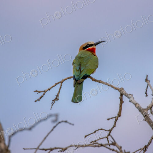 White-fronted bee-eater, Merops bullockoides, perching on a branch at sunset.