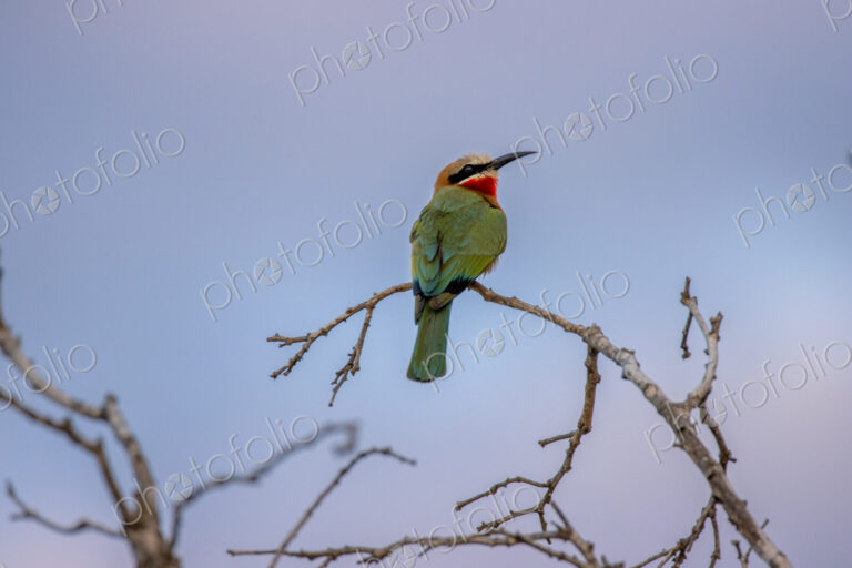 White-fronted bee-eater, Merops bullockoides, perching on a branch at sunset.