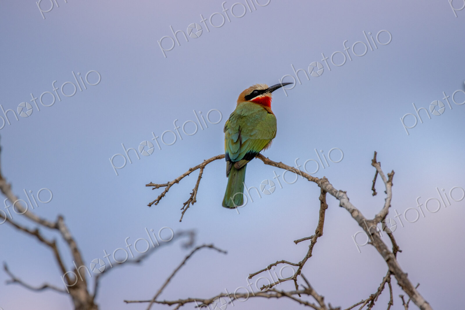 White-fronted bee-eater, Merops bullockoides, perching on a branch at sunset.