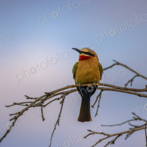 White-fronted bee-eater, Merops bullockoides, perching on a branch at sunset.