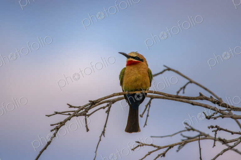 White-fronted bee-eater, Merops bullockoides, perching on a branch at sunset.