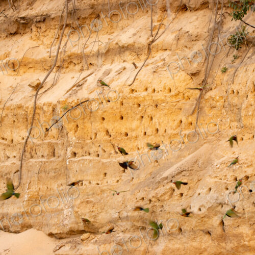 White-fronted bee-eaters, Merops bullockoides, building nests in a cliff. White-fronted bee-eaters, Merops bullockoides, building nests in a cliff.