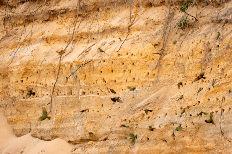 White-fronted bee-eaters, Merops bullockoides, building nests in a cliff.