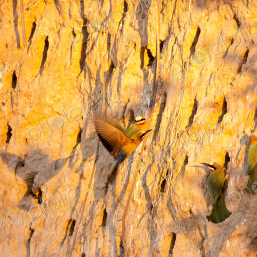 White-fronted bee-eaters, Merops bullockoides, building nests in a cliff.