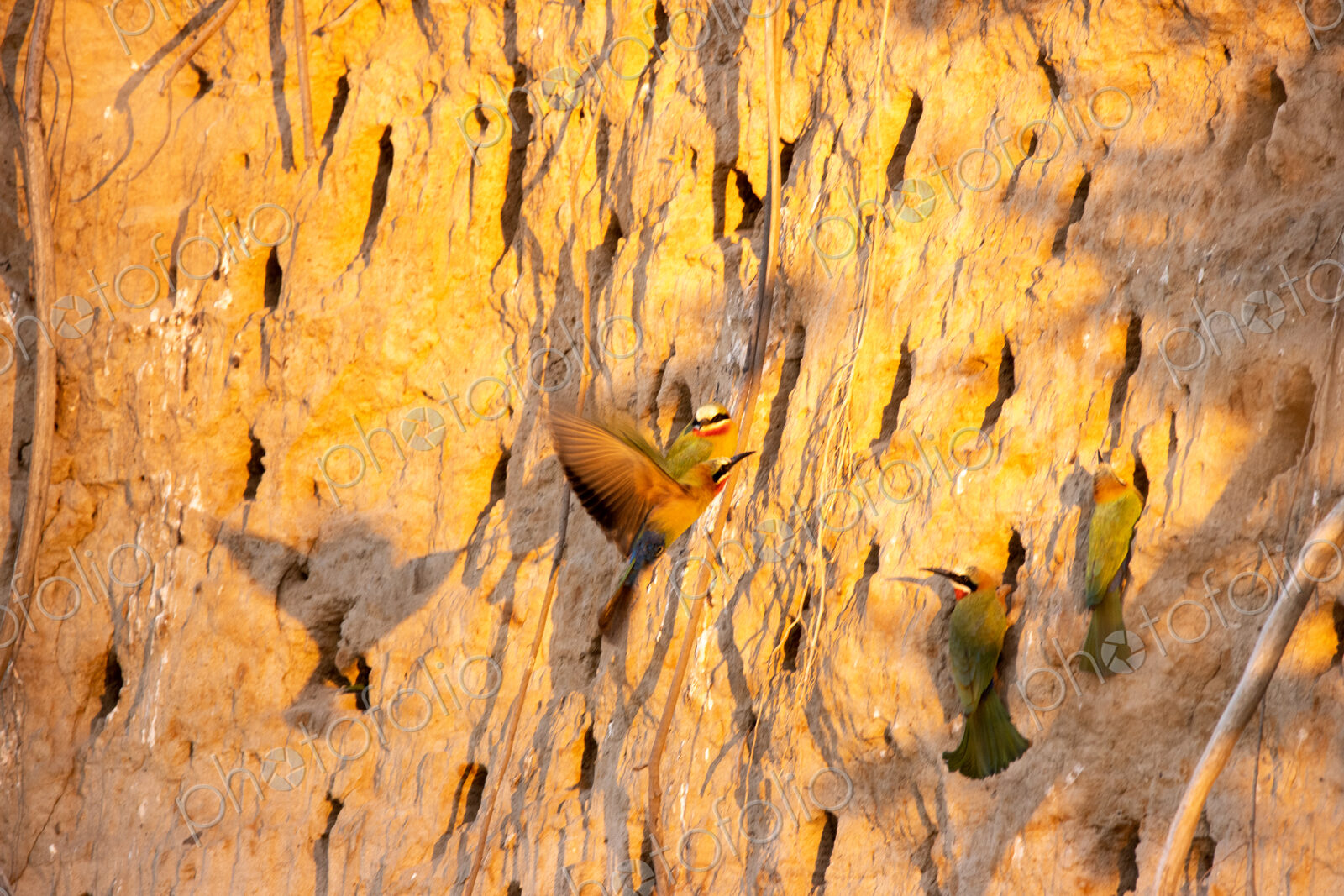 White-fronted bee-eaters, Merops bullockoides, building nests in a cliff.