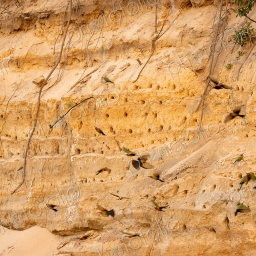 White-fronted bee-eaters, Merops bullockoides, building nests in a cliff.