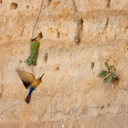 White-fronted bee-eaters, Merops bullockoides, building nests in a cliff.