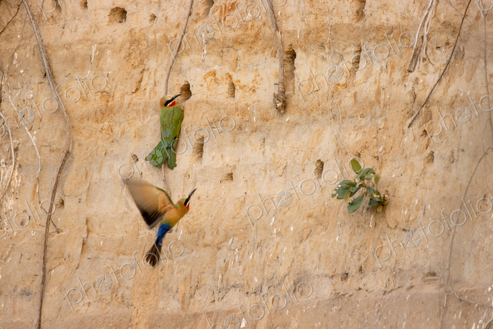 White-fronted bee-eaters, Merops bullockoides, building nests in a cliff.
