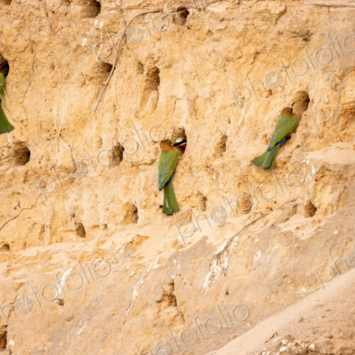White-fronted bee-eaters, Merops bullockoides, building nests in a cliff.