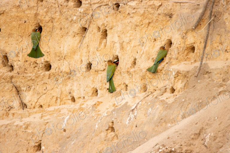 White-fronted bee-eaters, Merops bullockoides, building nests in a cliff.