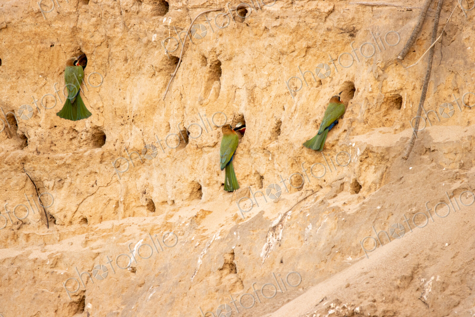 White-fronted bee-eaters, Merops bullockoides, building nests in a cliff.