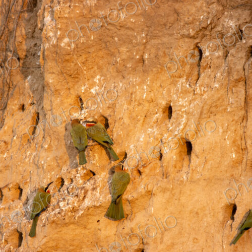White-fronted bee-eaters, Merops bullockoides, building nests in a cliff.
