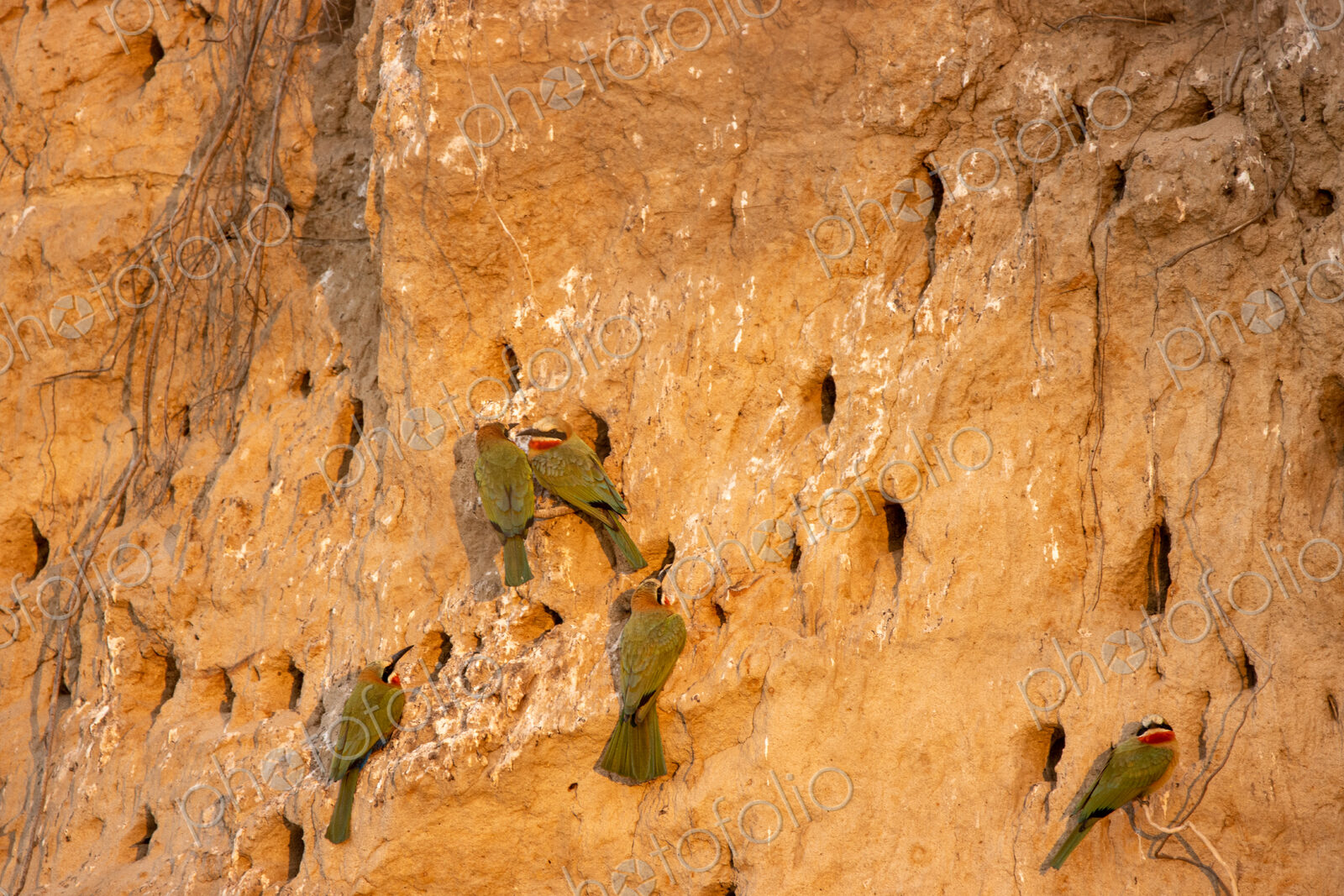 White-fronted bee-eaters, Merops bullockoides, building nests in a cliff.