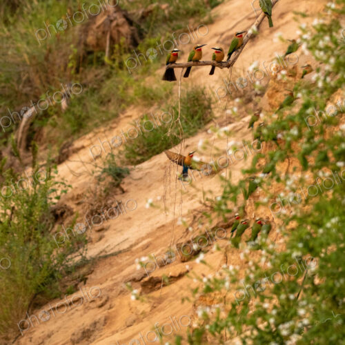 White-fronted bee-eaters, Merops bullockoides, perched together. White-fronted bee-eaters, Merops bullockoides, perched together.