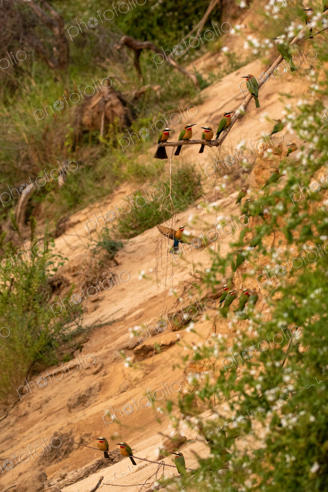 White-fronted bee-eaters, Merops bullockoides, perched together.