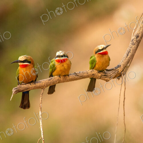 White-fronted bee-eaters, Merops bullockoides, perched together. White-fronted bee-eaters, Merops bullockoides, perched together.