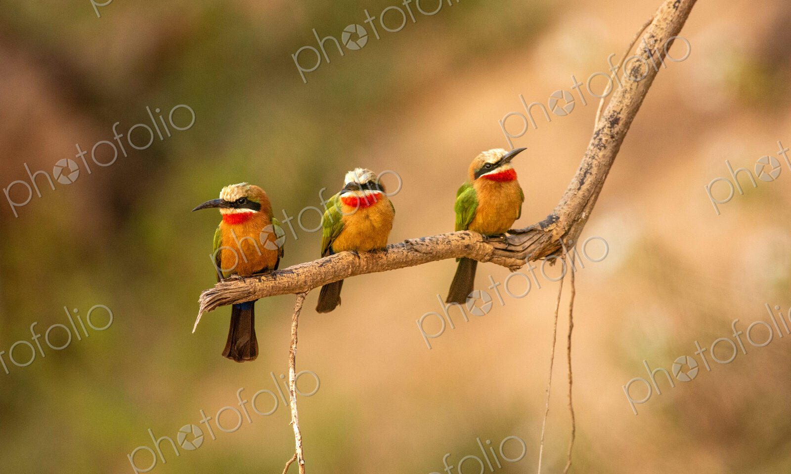 White-fronted bee-eaters, Merops bullockoides, perched together.