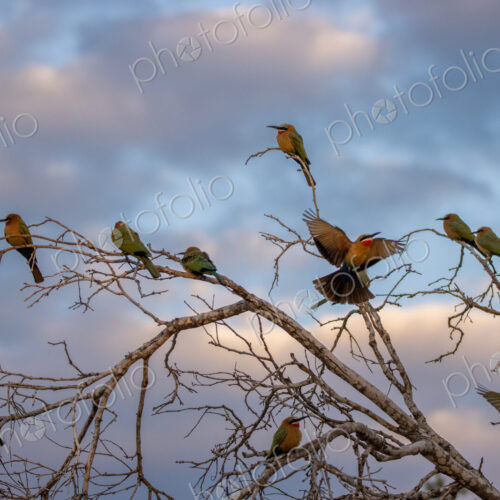 White-fronted bee-eaters, Merops bullockoides, perching on branches at sunset.
