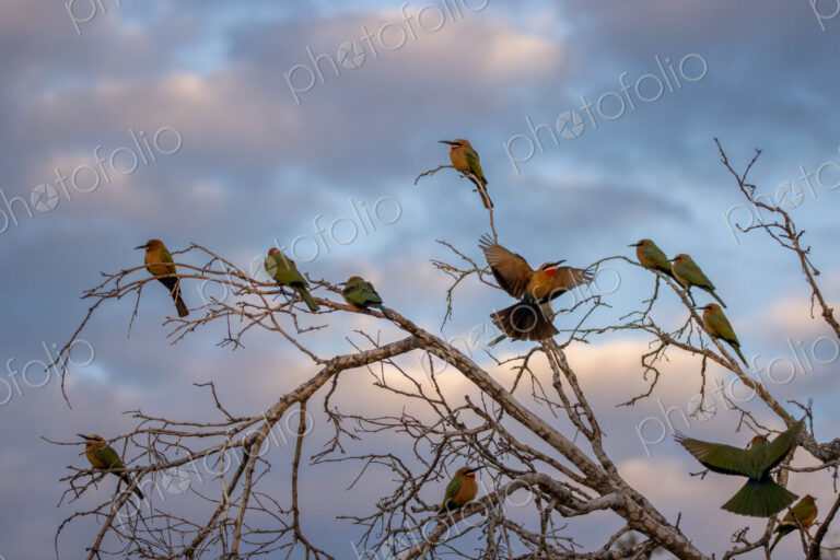 White-fronted bee-eaters, Merops bullockoides, perching on branches at sunset.