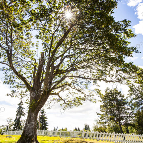White picket fence and old tree in autumn. White picket fence and old tree in autumn.