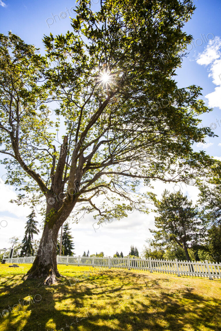 White picket fence and old tree in autumn.