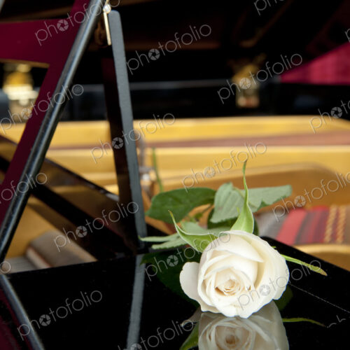 White rose and its reflection in the lacqured woodwork of a grand piano.