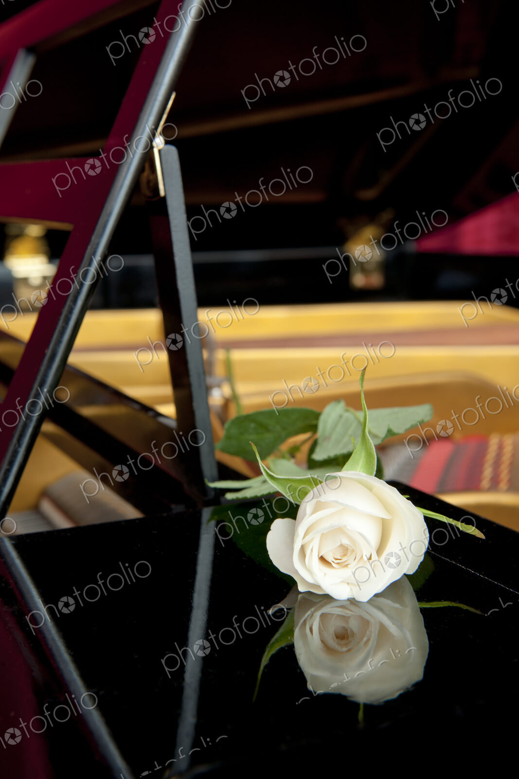 White rose and its reflection in the lacqured woodwork of a grand piano.