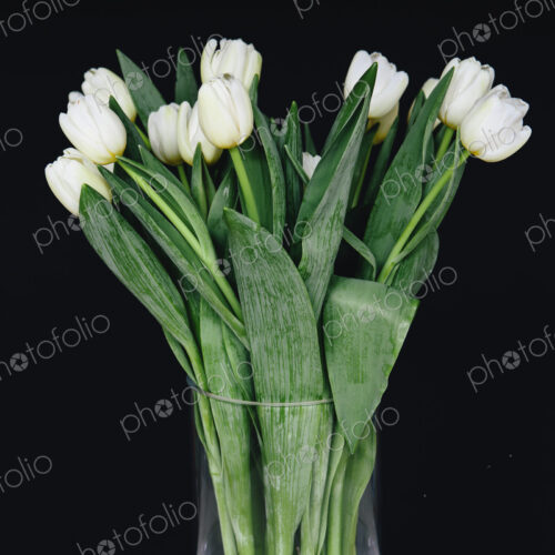 White tulips in a vase, against a black background White tulips in a vase, against a black background