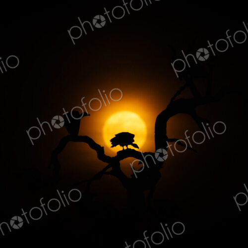 White?backed vulture, Gyps africanus, silhouette at moonrise. White?backed vulture, Gyps africanus, silhouette at moonrise.