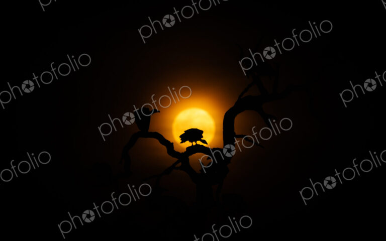 White?backed vulture, Gyps africanus, silhouette at moonrise.