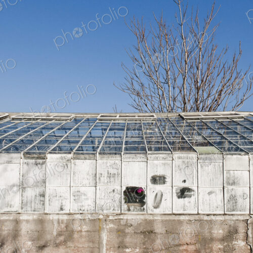 Whitewashed Windows on a Greenhouse Whitewashed Windows on a Greenhouse