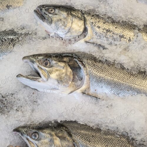 Whole fish displayed on crushed ice at Pike Place Market in Seattle, Washington. Whole fish displayed on crushed ice at Pike Place Market in Seattle, Washington.