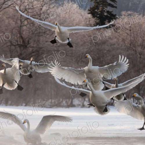 Whooper swans, Hokkaido, Japan Whooper swans, Hokkaido, Japan
