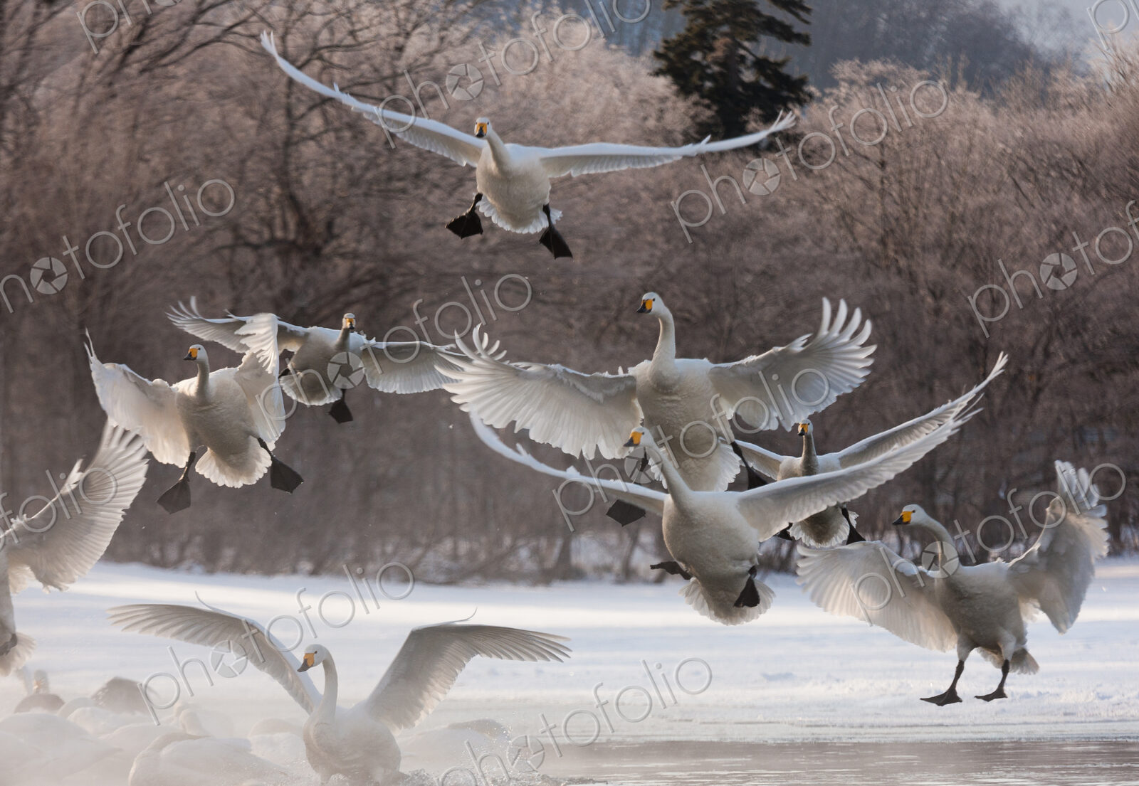Whooper swans, Hokkaido, Japan