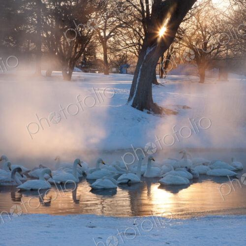 Whooper swans, Hokkaido, Japan Whooper swans, Hokkaido, Japan