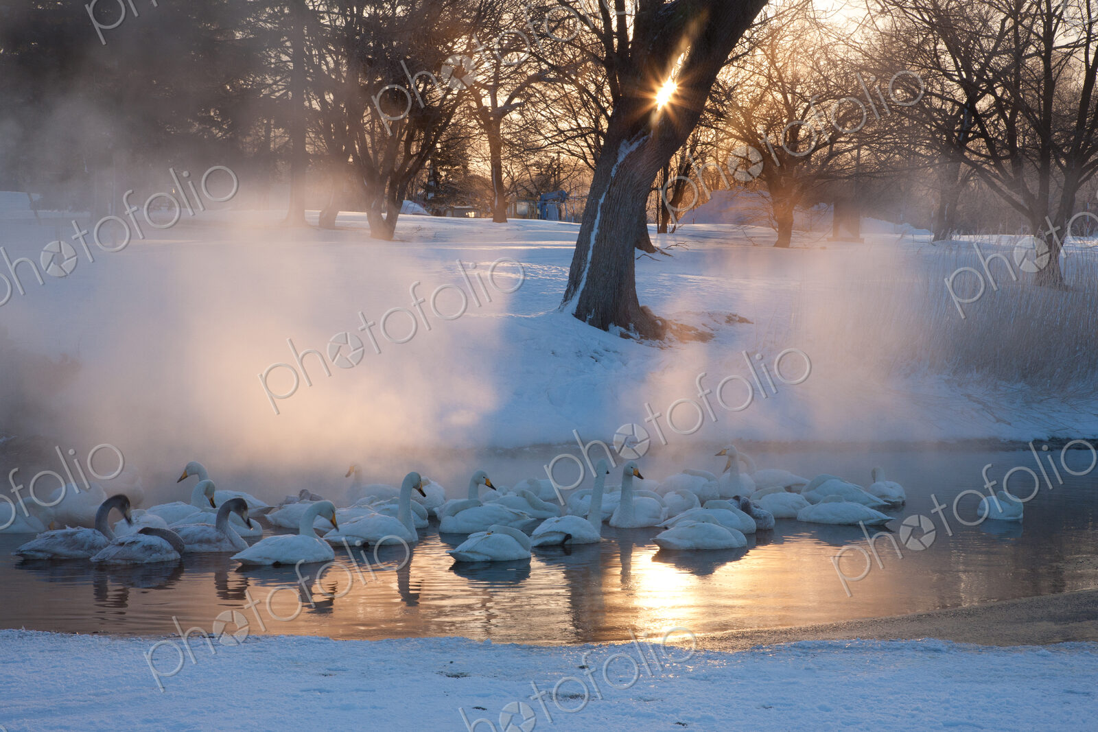 Whooper swans, Hokkaido, Japan