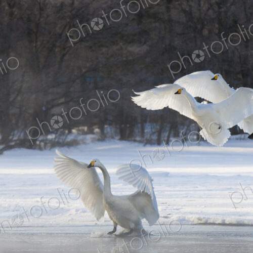 Whooper swans, Hokkaido, Japan Whooper swans, Hokkaido, Japan