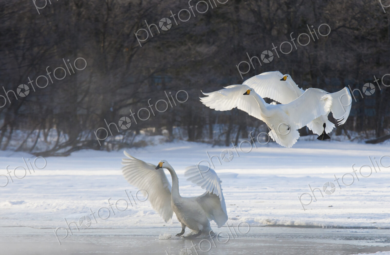 Whooper swans, Hokkaido, Japan