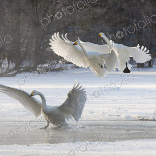 Whooper swans, Hokkaido, Japan Whooper swans, Hokkaido, Japan