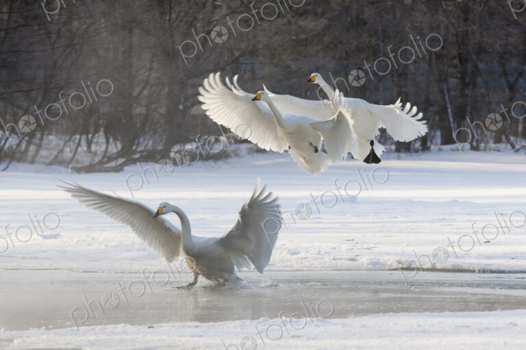 Whooper swans, Hokkaido, Japan