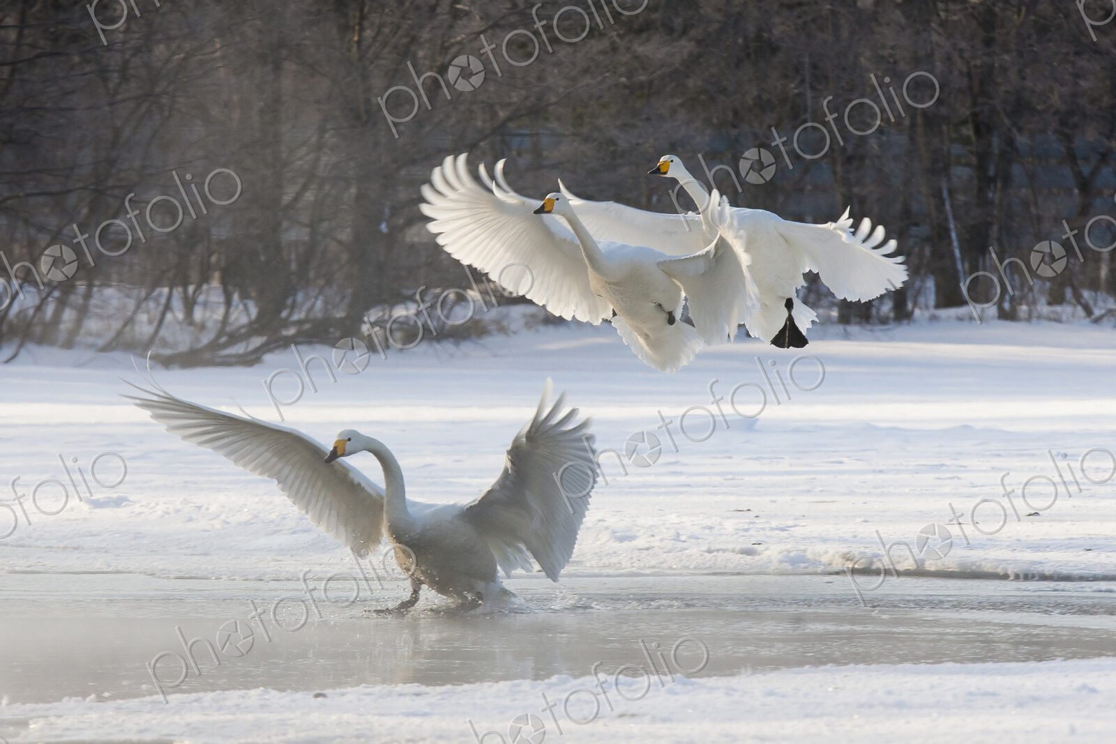 Whooper swans, Hokkaido, Japan