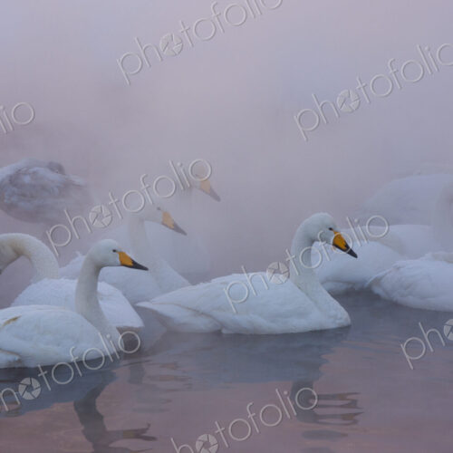 Whooper swans, Hokkaido, Japan Whooper swans, Hokkaido, Japan