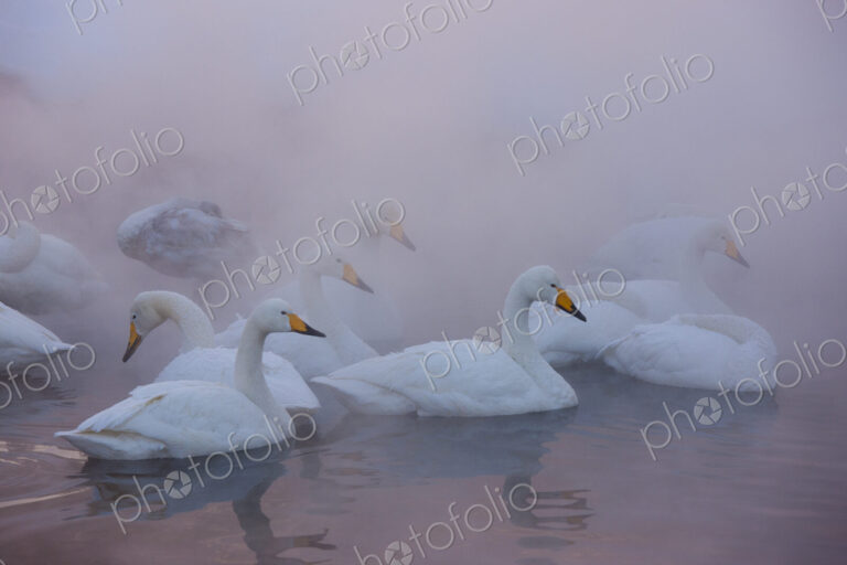 Whooper swans, Hokkaido, Japan