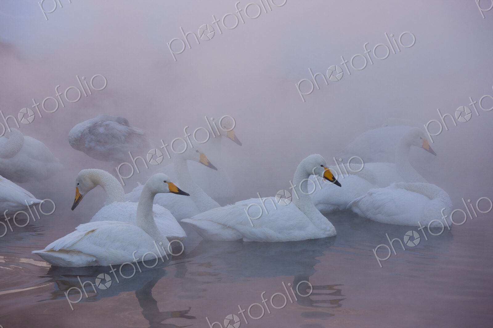 Whooper swans, Hokkaido, Japan
