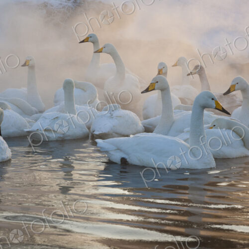 Whooper swans, Hokkaido, Japan Whooper swans, Hokkaido, Japan