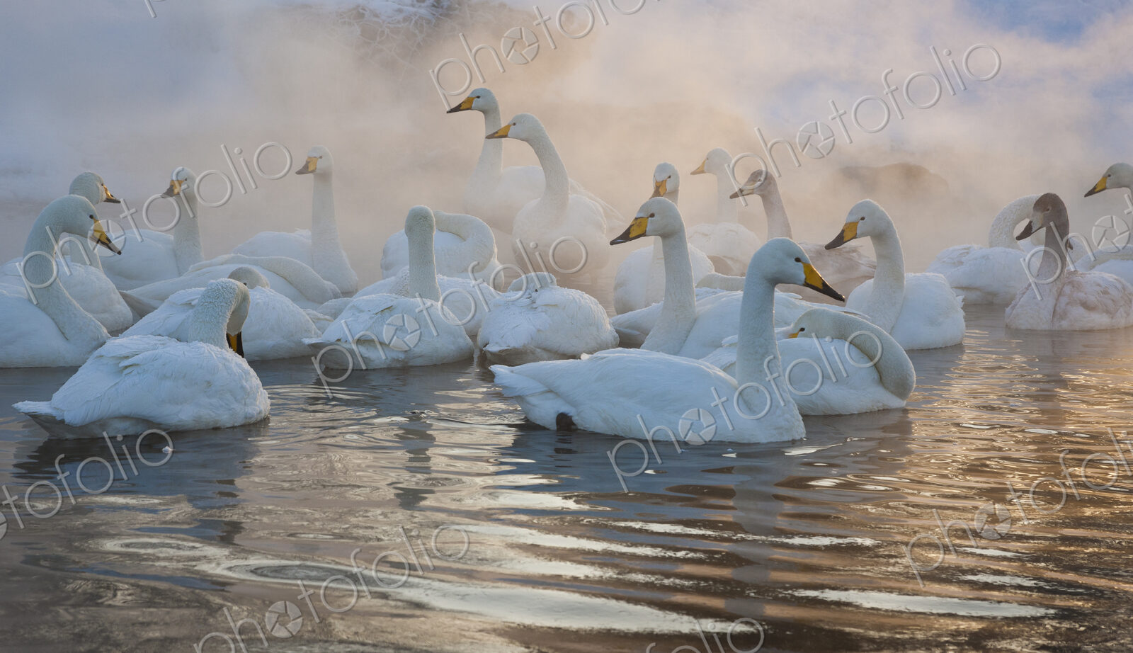 Whooper swans, Hokkaido, Japan